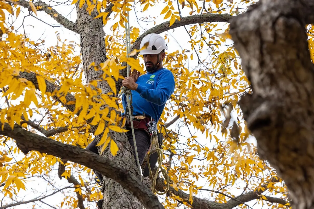 Skilled Tree Pruning crew working in Southside